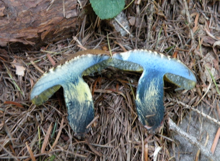 Due Boletaceae trentine